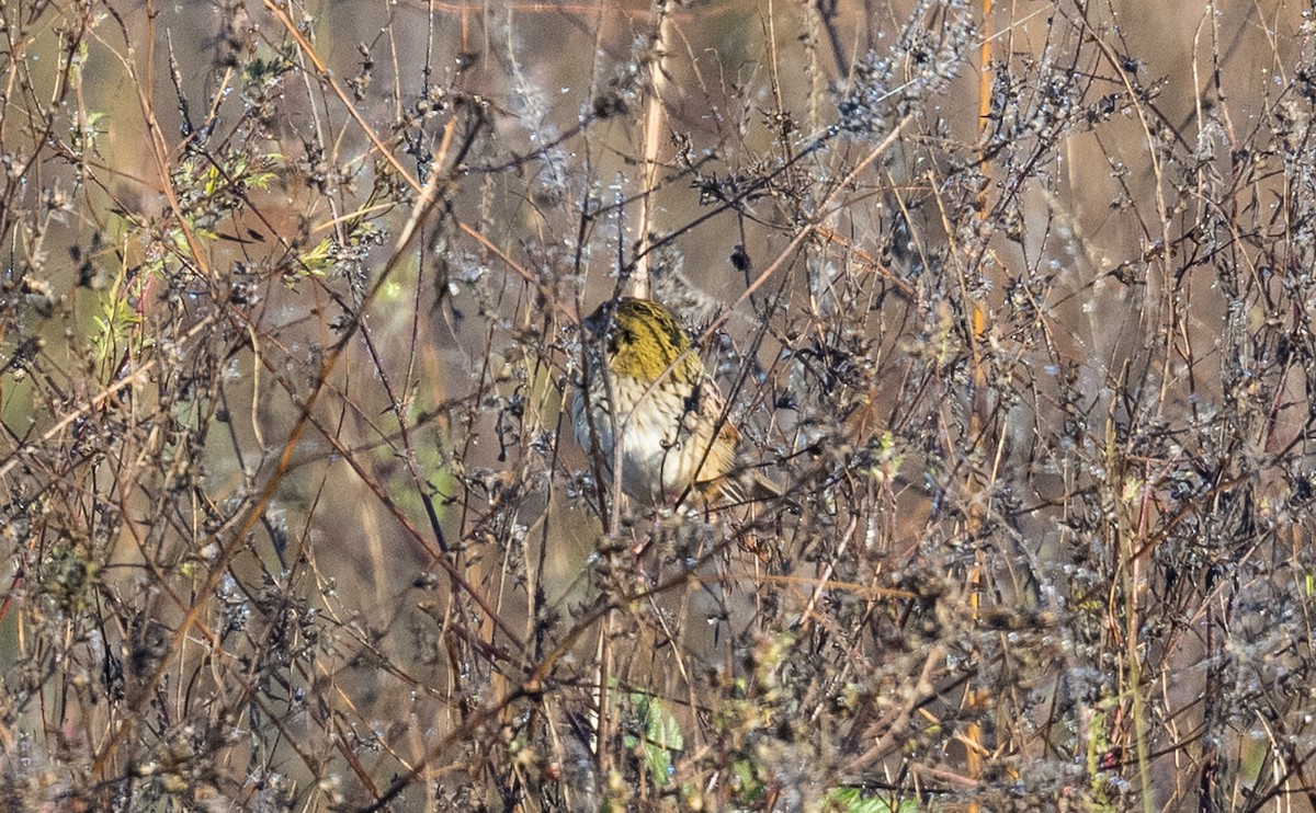 Henslow's Sparrow - ML644419772