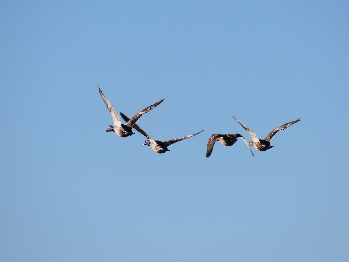 Крижень звичайний - ML644419773