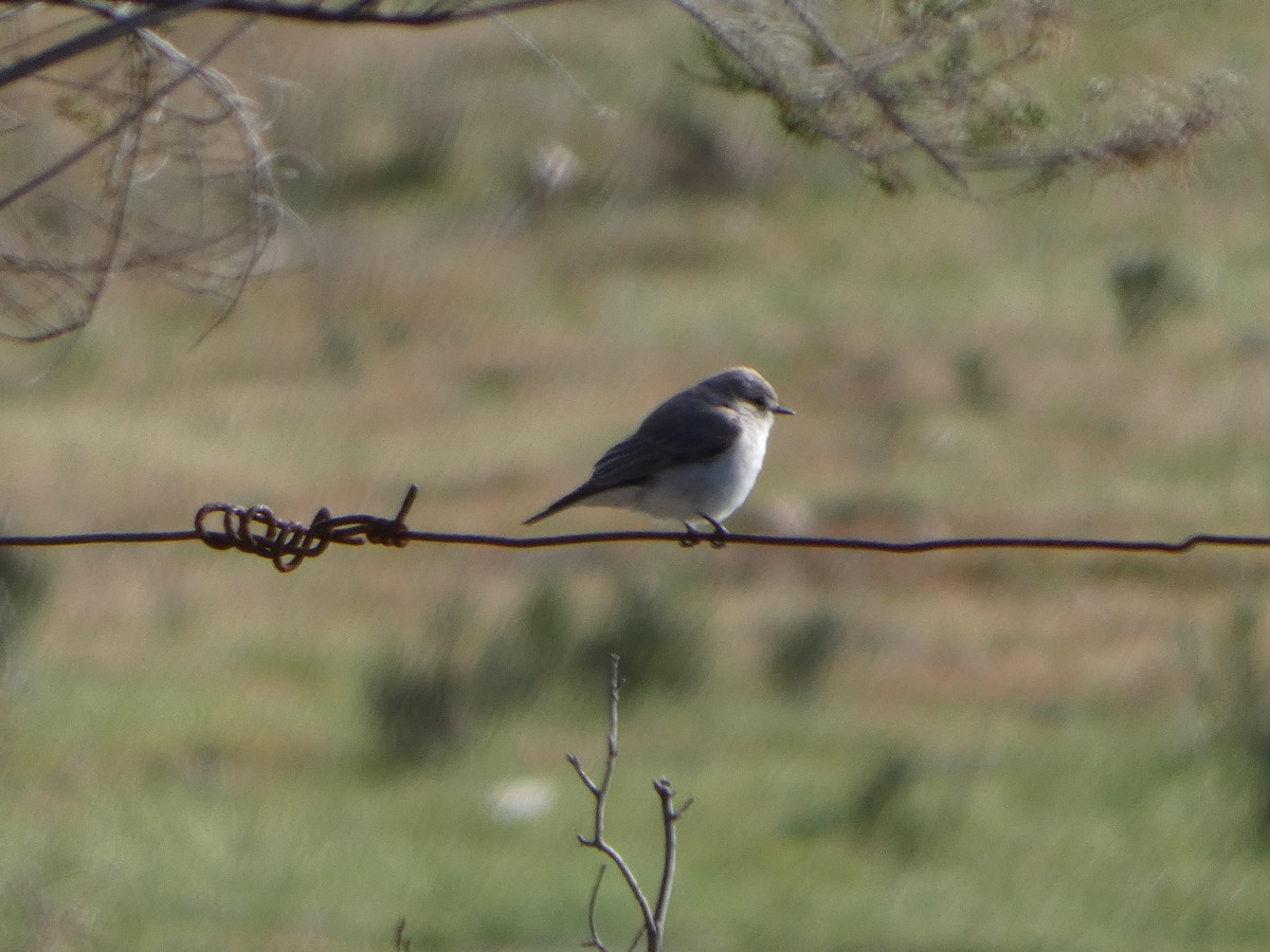 Weißschwanzschnäpper - ML644419774