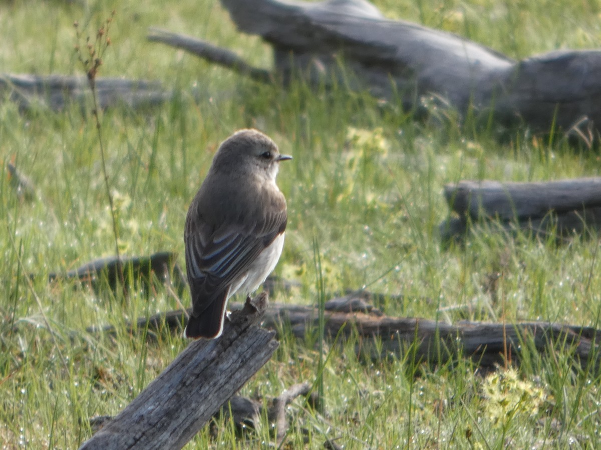 Weißschwanzschnäpper - ML644419775