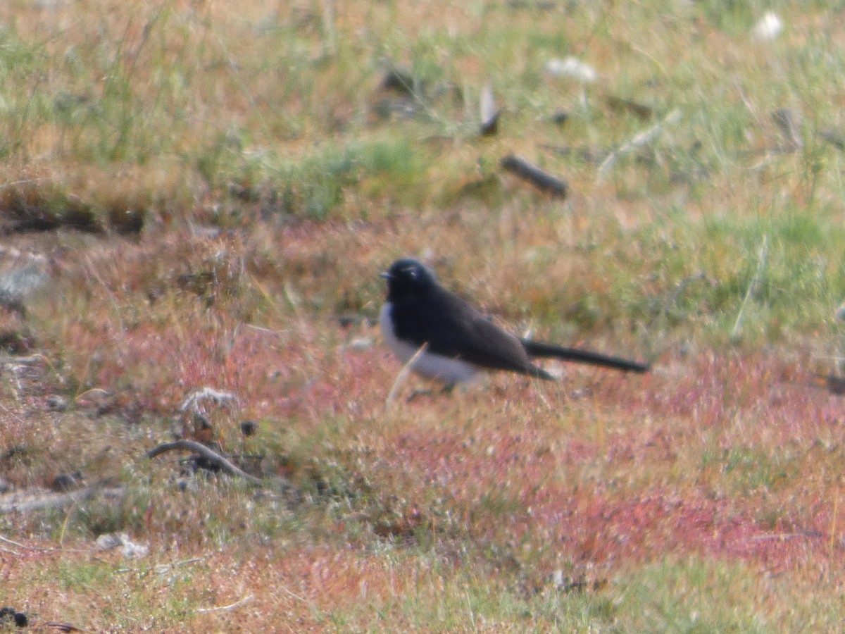 Weißschwanzschnäpper - ML644419776