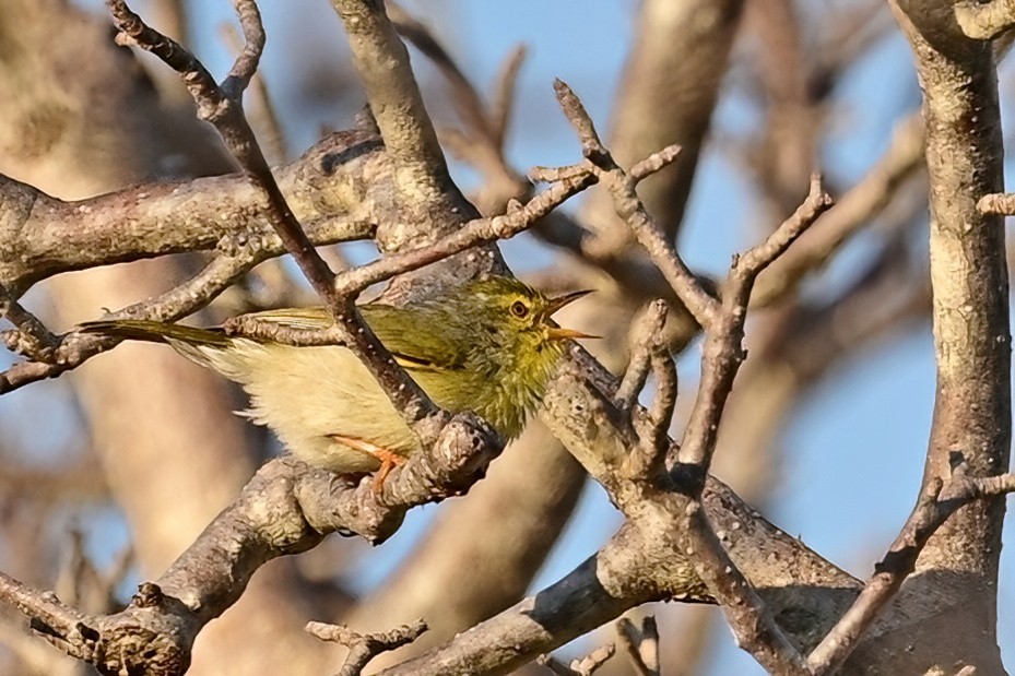 Ереса смугастогорла - ML644419777