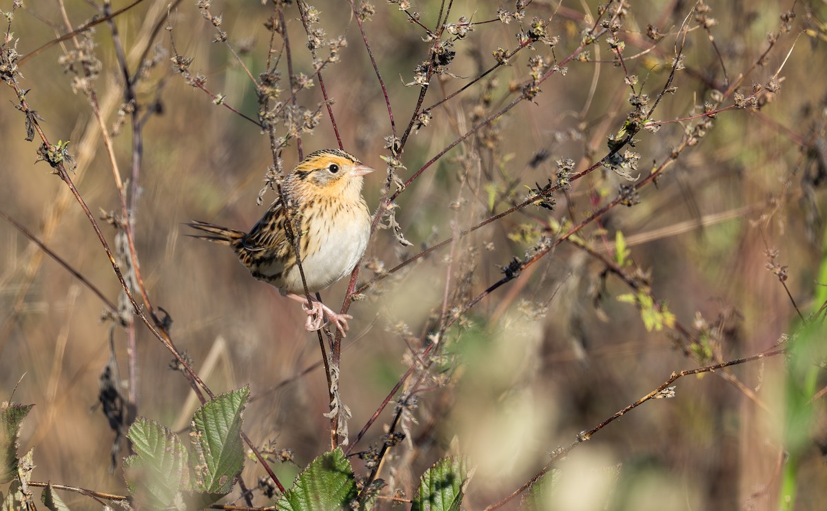 LeConte's Sparrow - ML644419779
