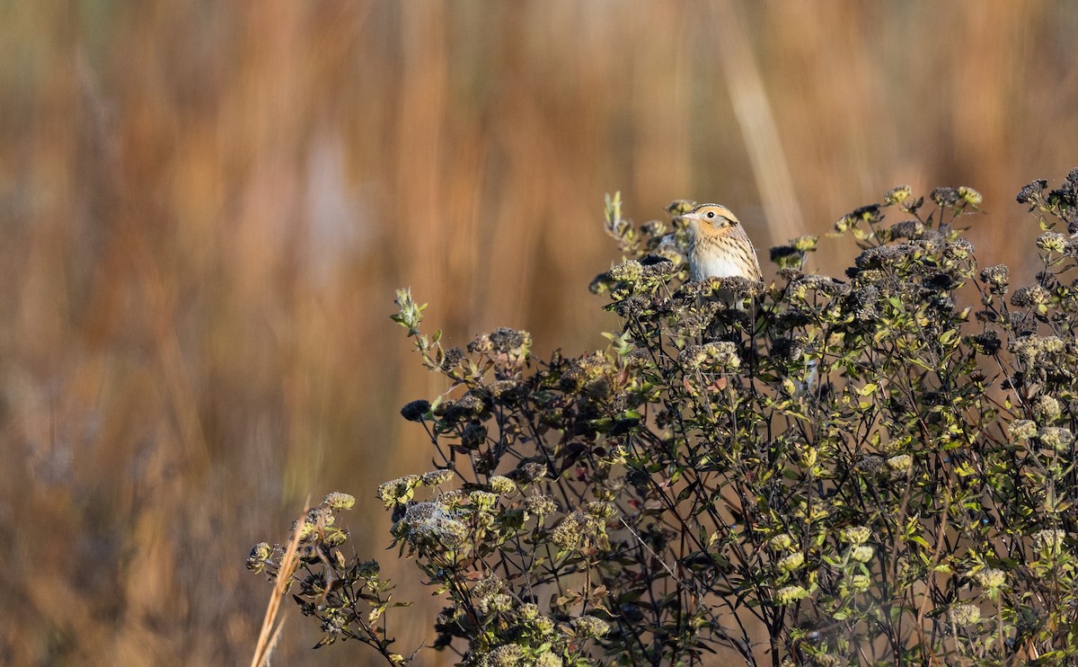 LeConte's Sparrow - ML644419780