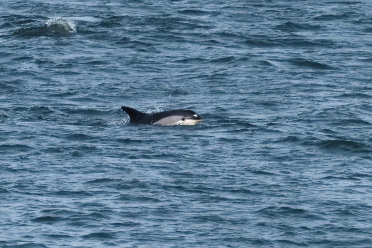 Atlantic White-sided Dolphin - ML644419782