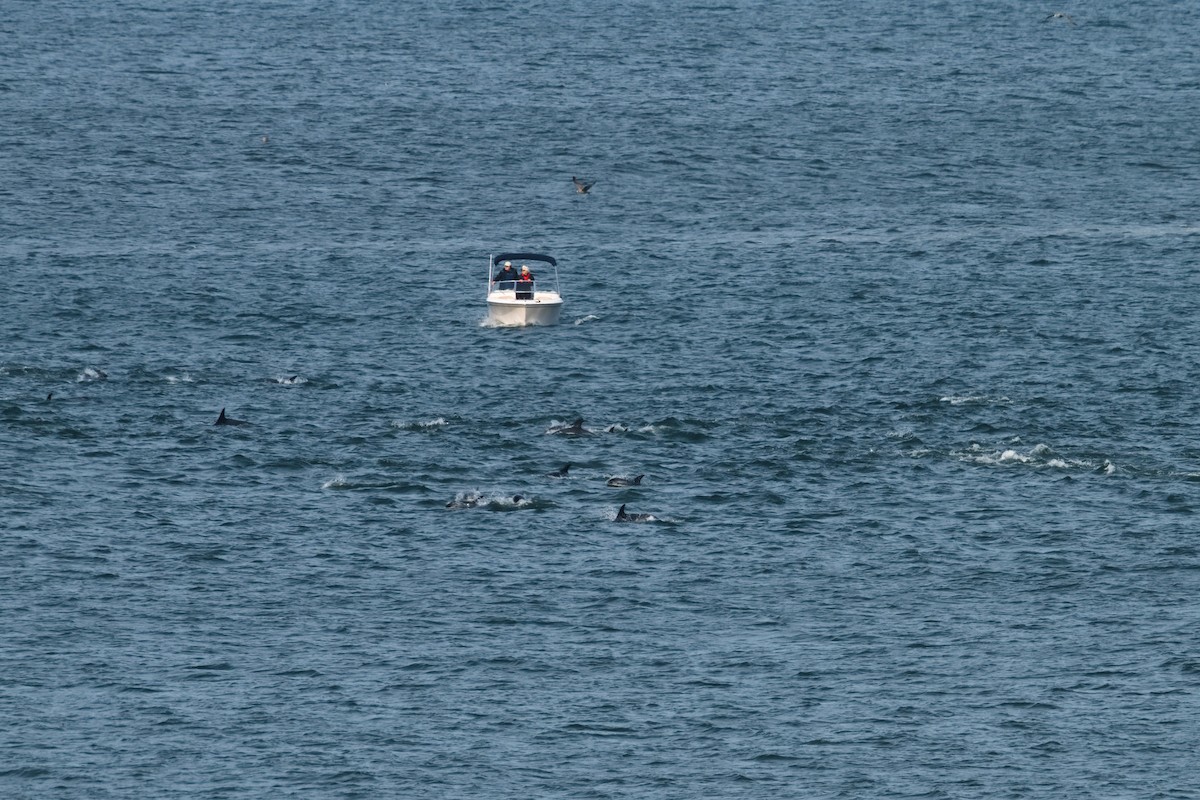 Atlantic White-sided Dolphin - ML644419783