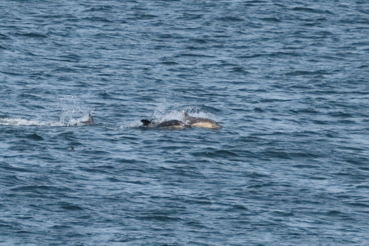 Common Dolphin - ML644419784