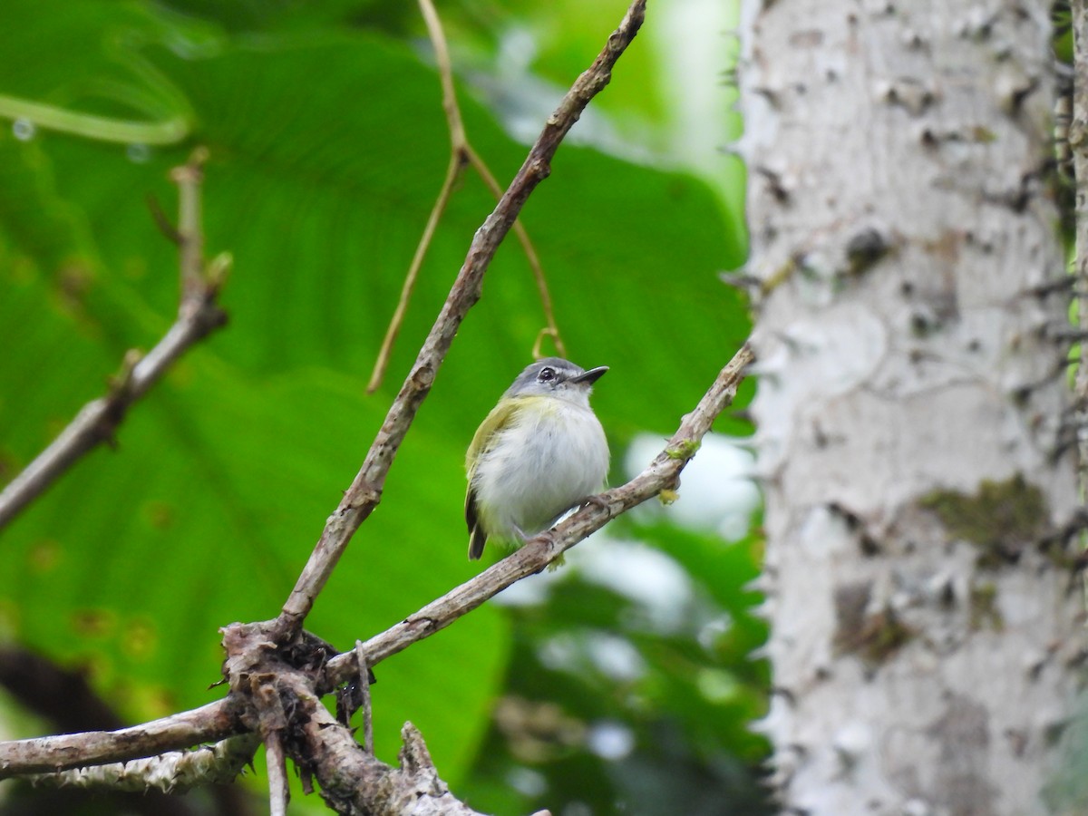 Microtyran à queue courte - ML644419787