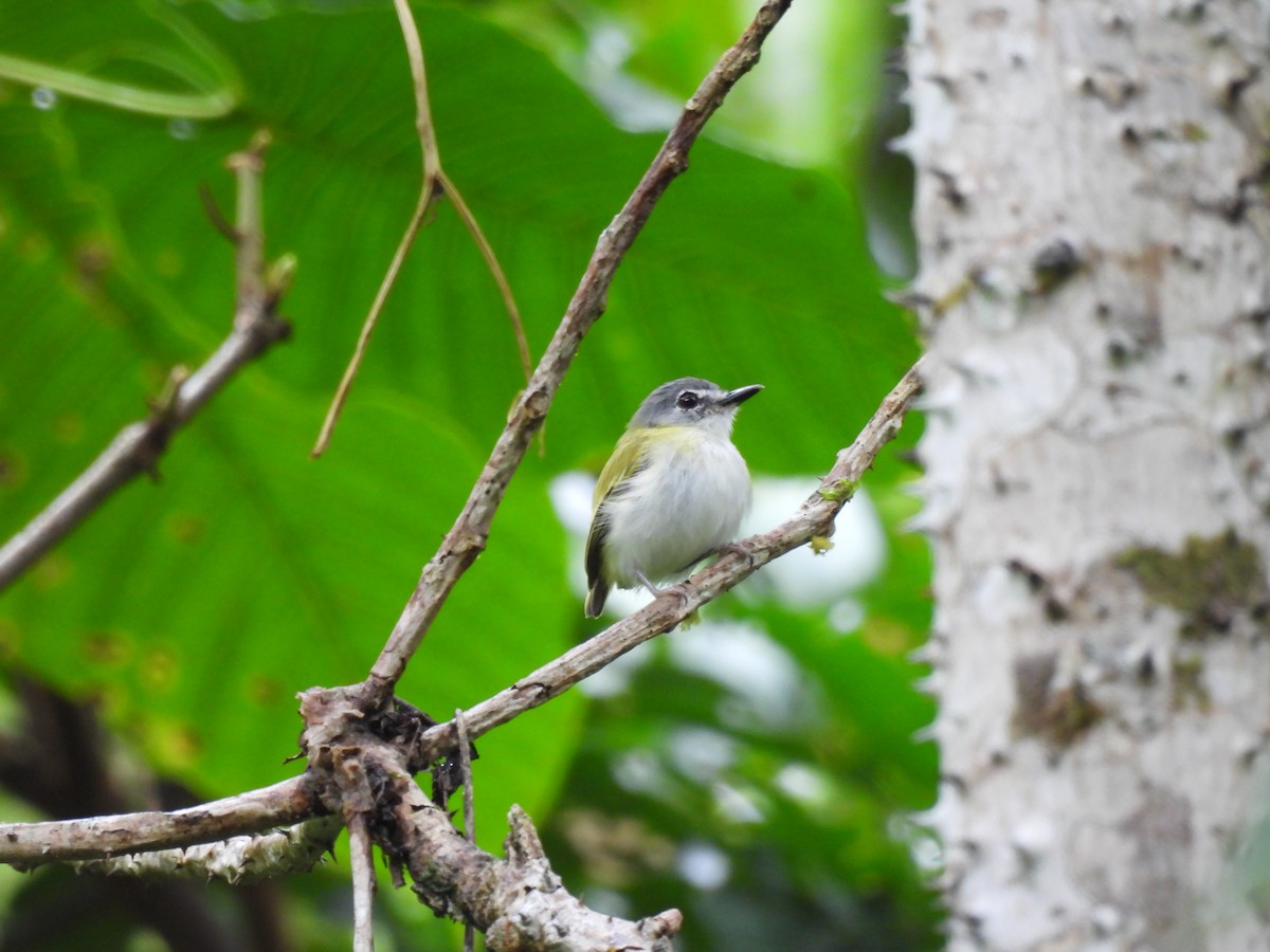 Microtyran à queue courte - ML644419788