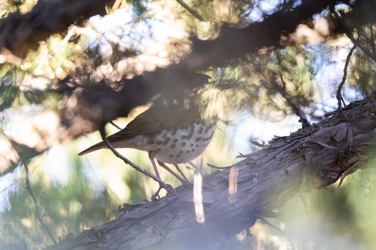 Wood Thrush - ML644419789