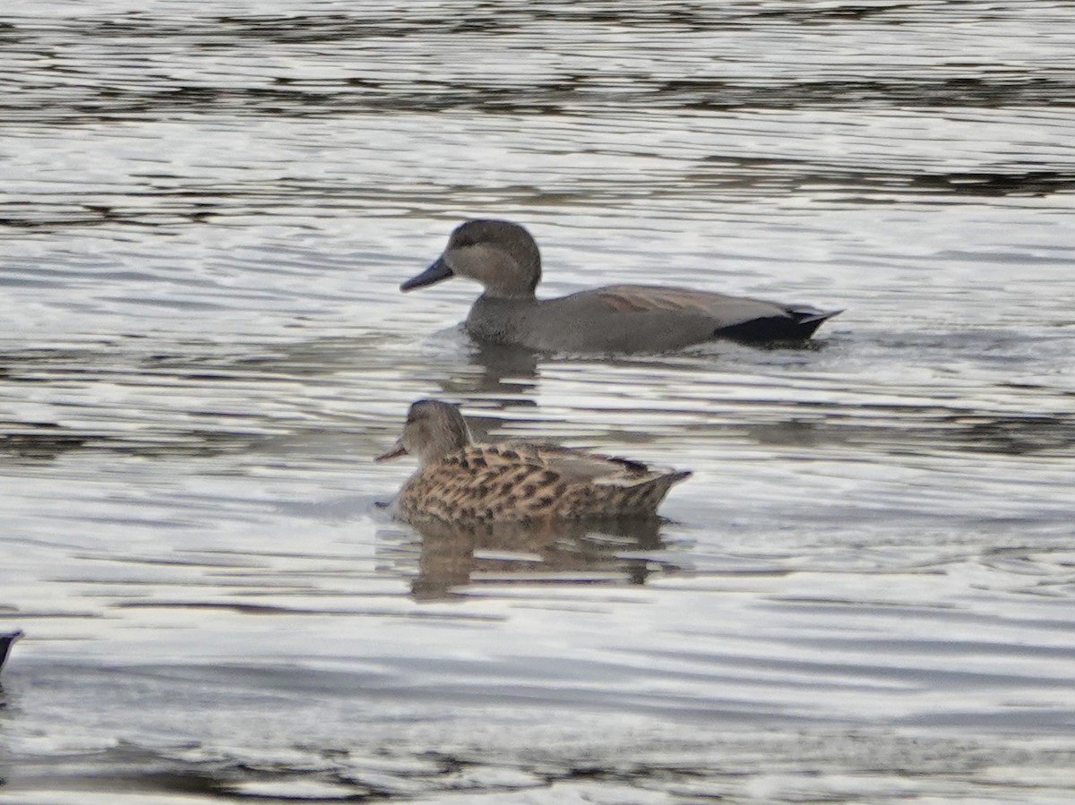 赤膀鴨 - ML644419791