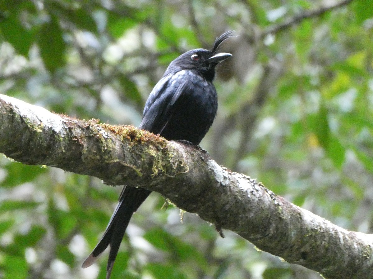 Crested Drongo (Madagascar) - ML644419793
