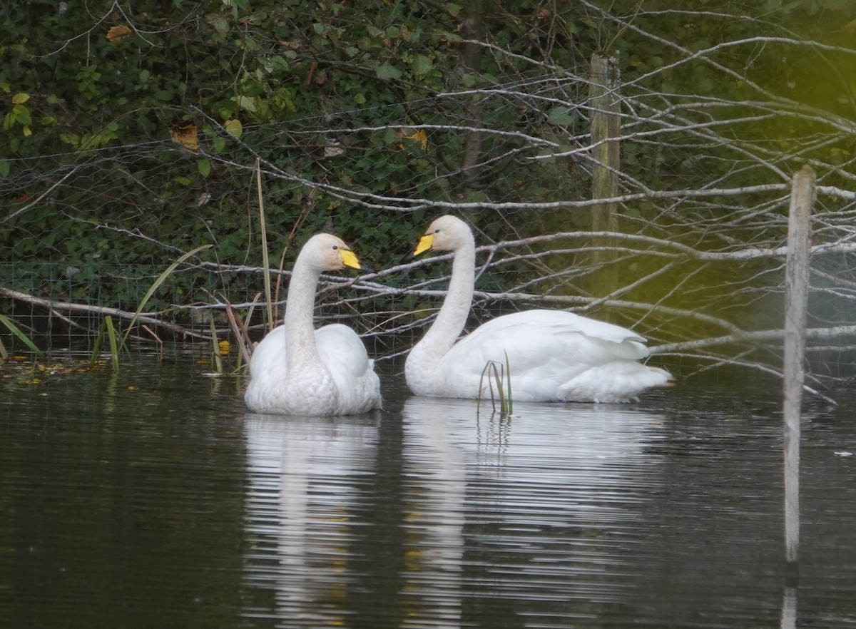 Whooper Swan - ML644419801