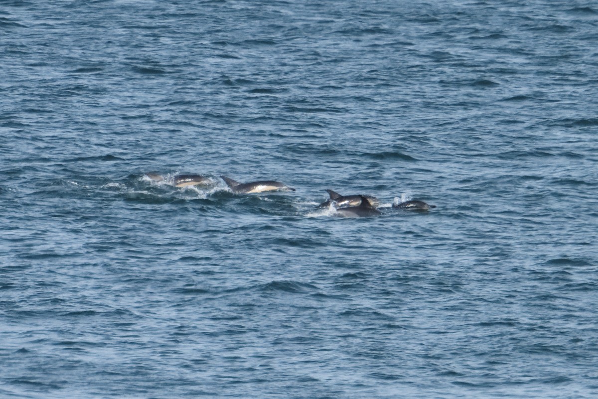 Common Dolphin - ML644419802