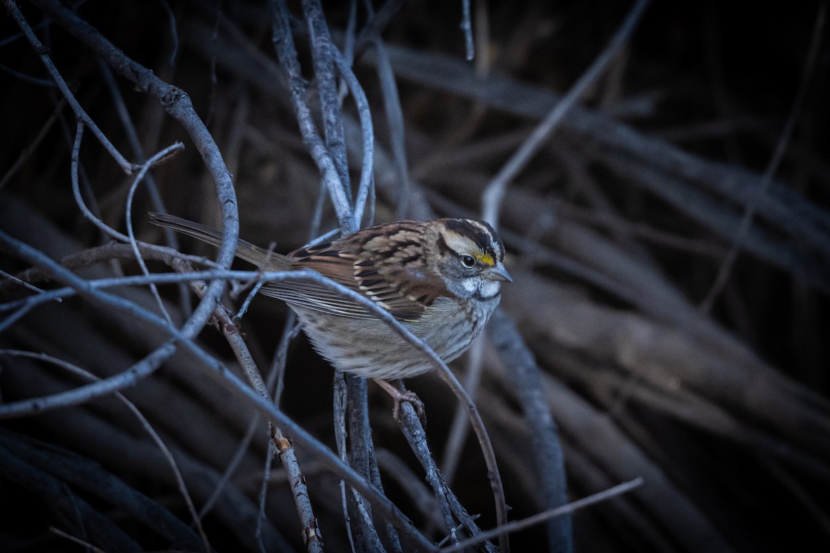 White-throated Sparrow - ML644419803