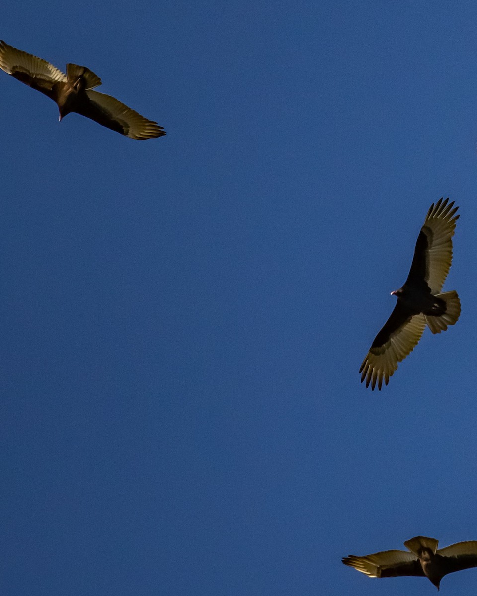 Turkey Vulture - ML644419806