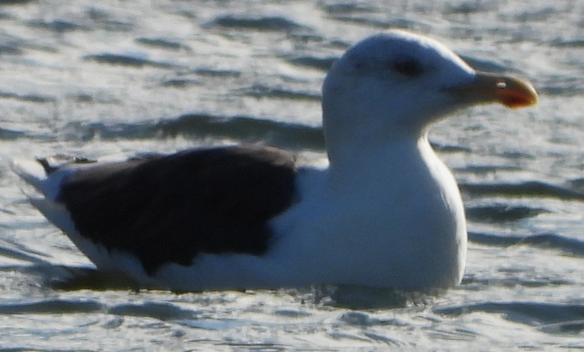 オオカモメ - ML644419817