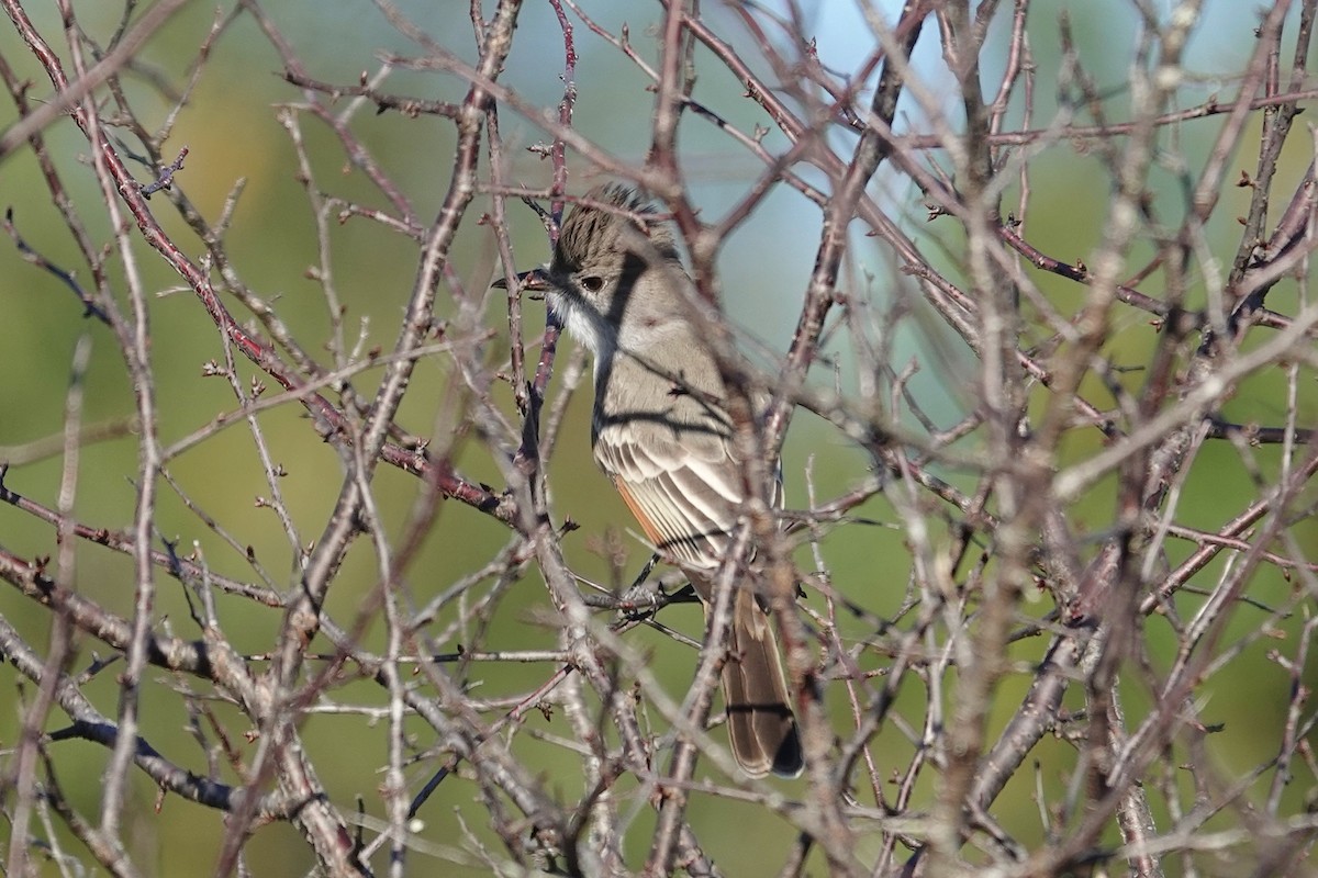 Ash-throated Flycatcher - ML644419821