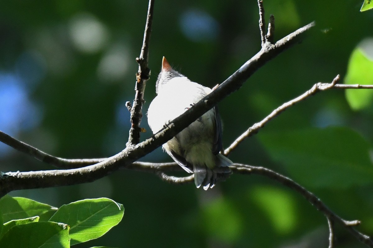Least Flycatcher - ML644419825