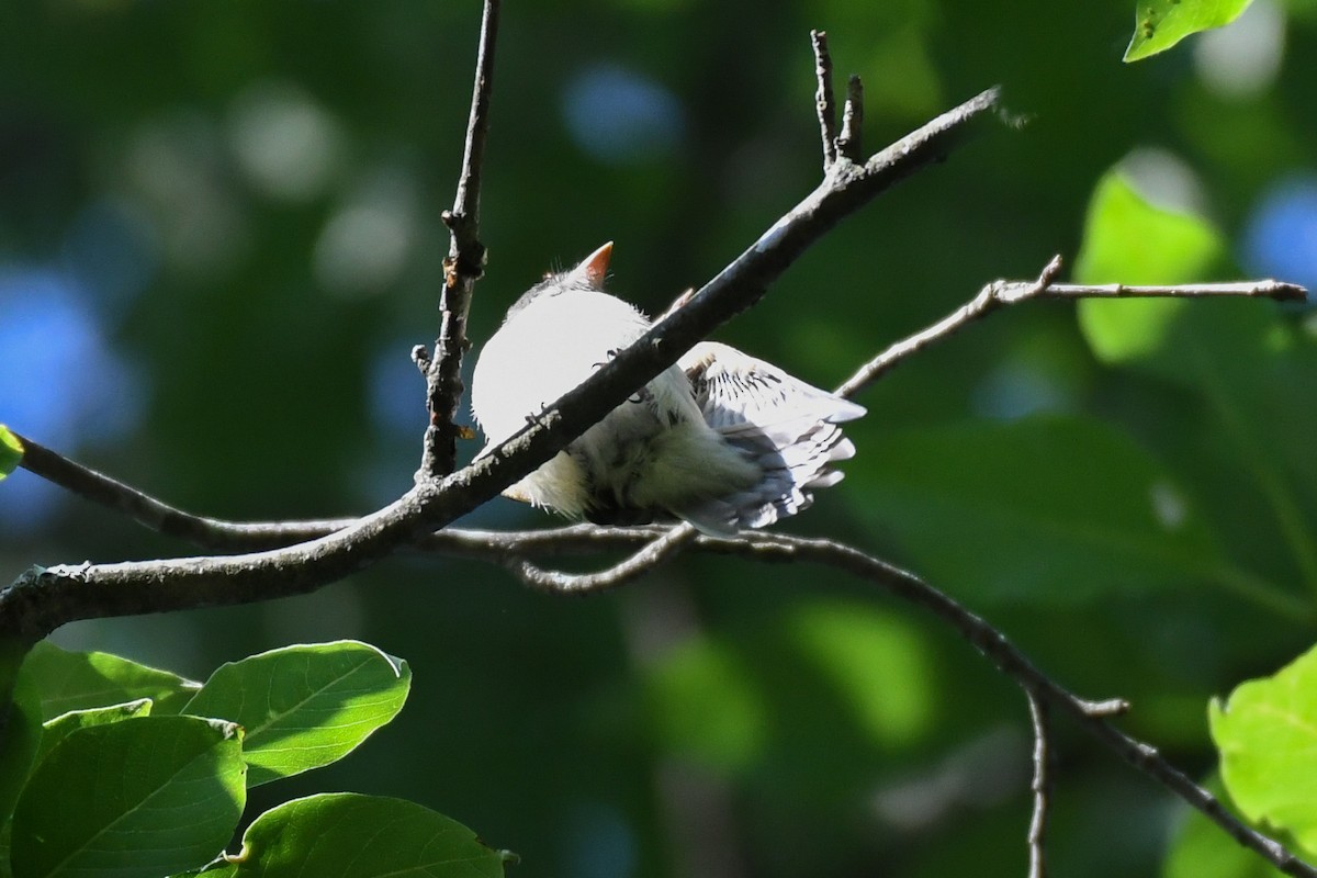 Least Flycatcher - ML644419826