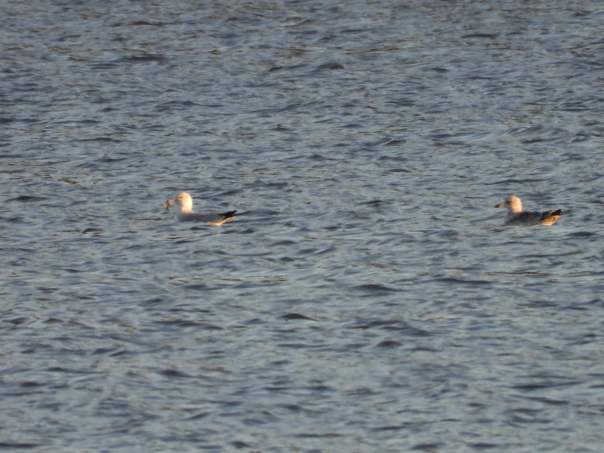 クロワカモメ - ML644419830