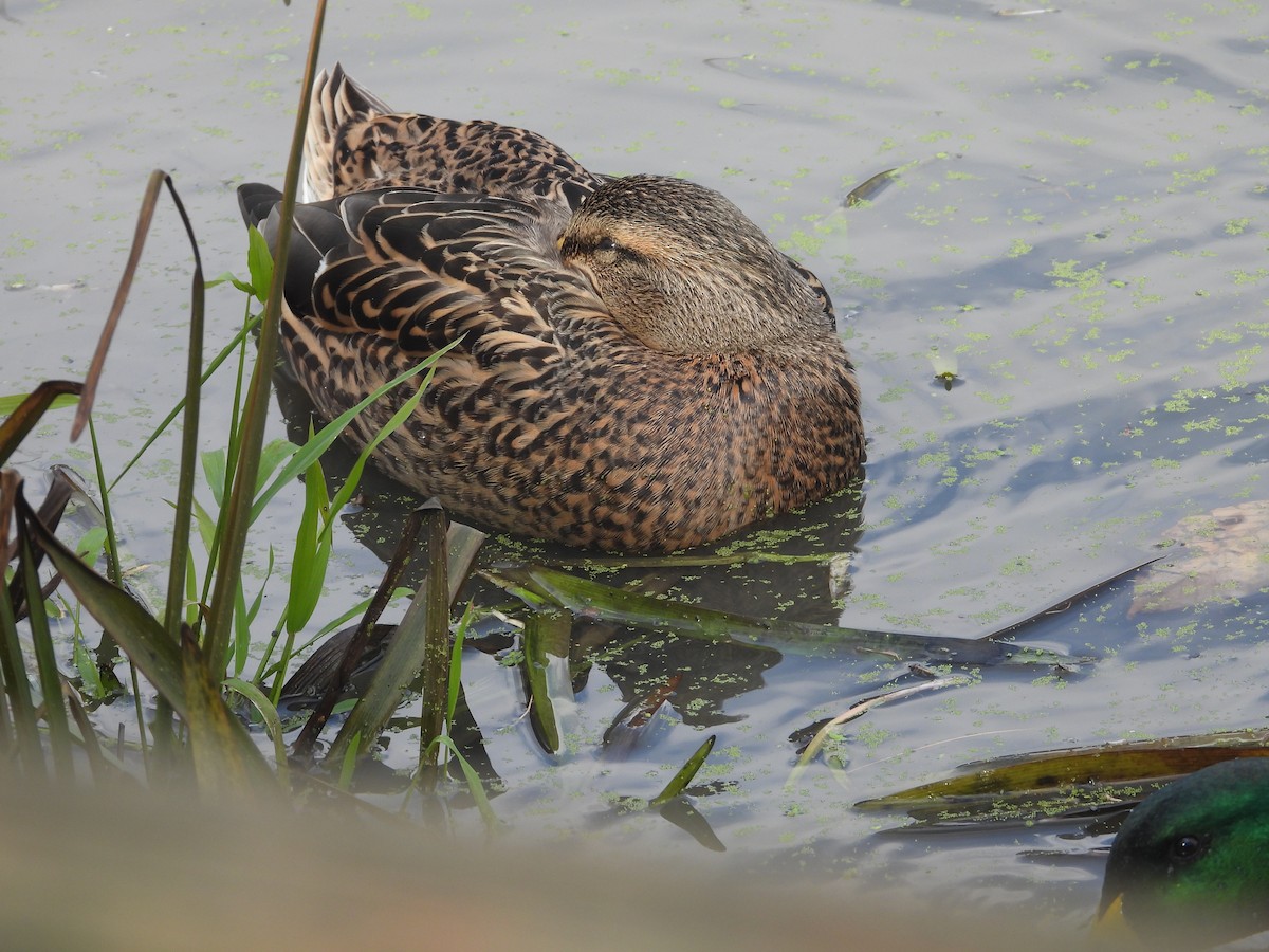 Крижень звичайний - ML644419832