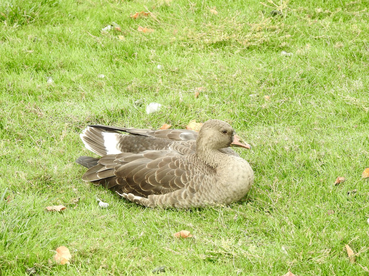 Greater White-fronted Goose - ML644419846