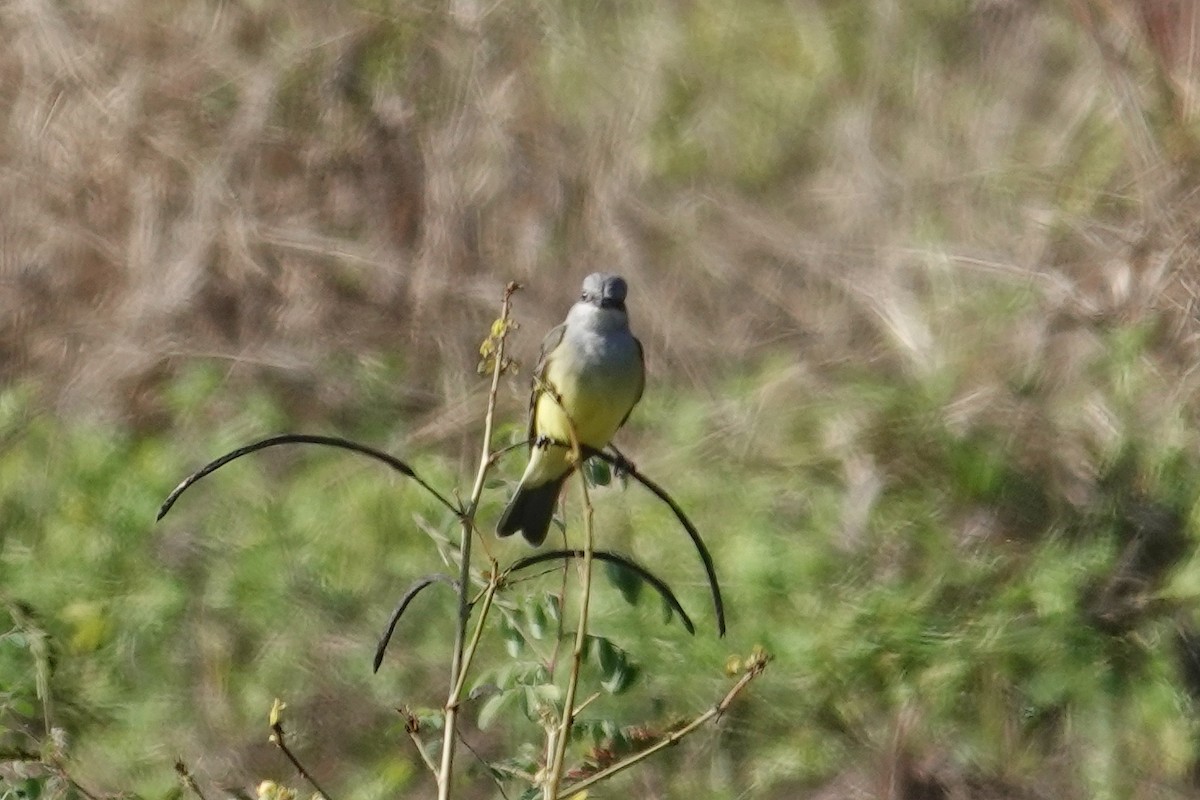 Western Kingbird - ML644419849