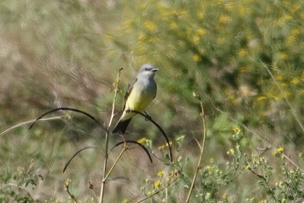 Western Kingbird - ML644419850