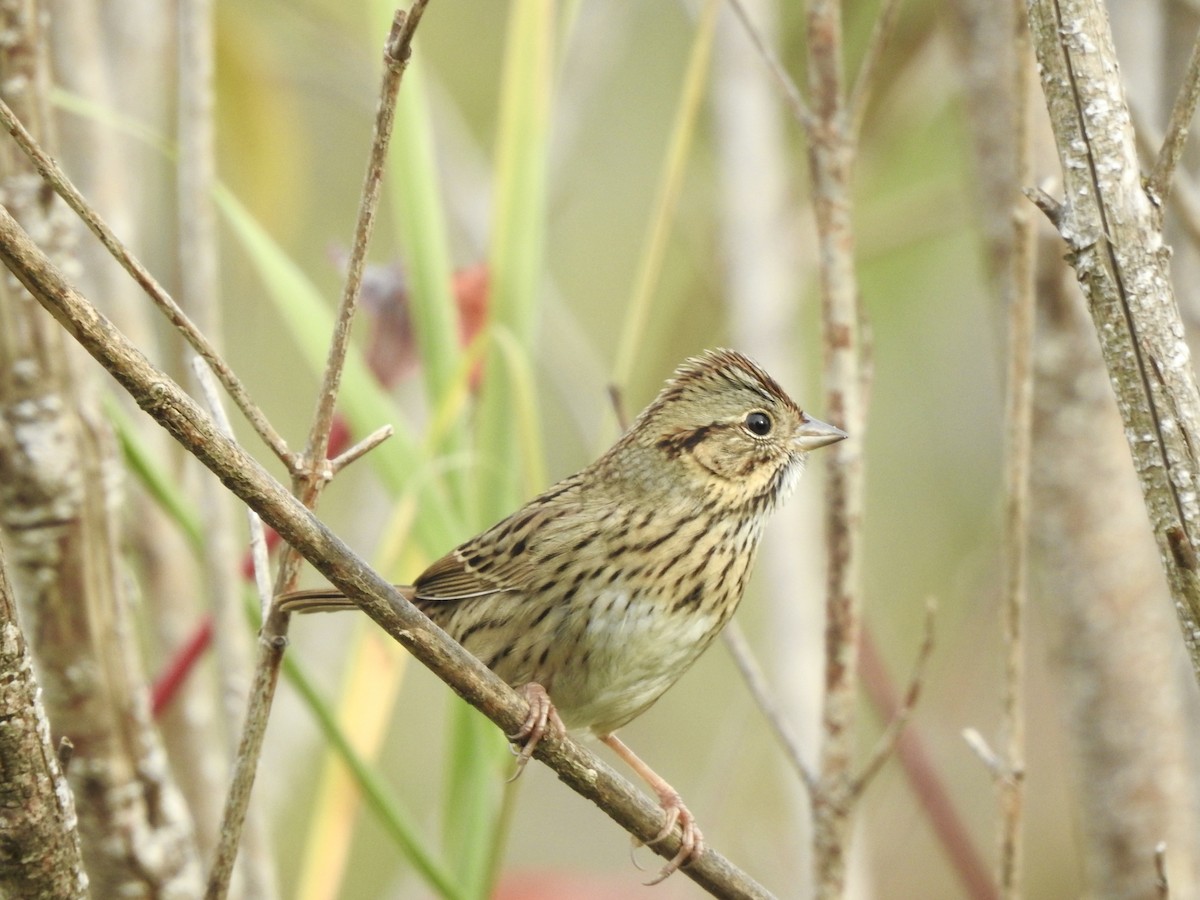 Lincoln's Sparrow - ML644419857