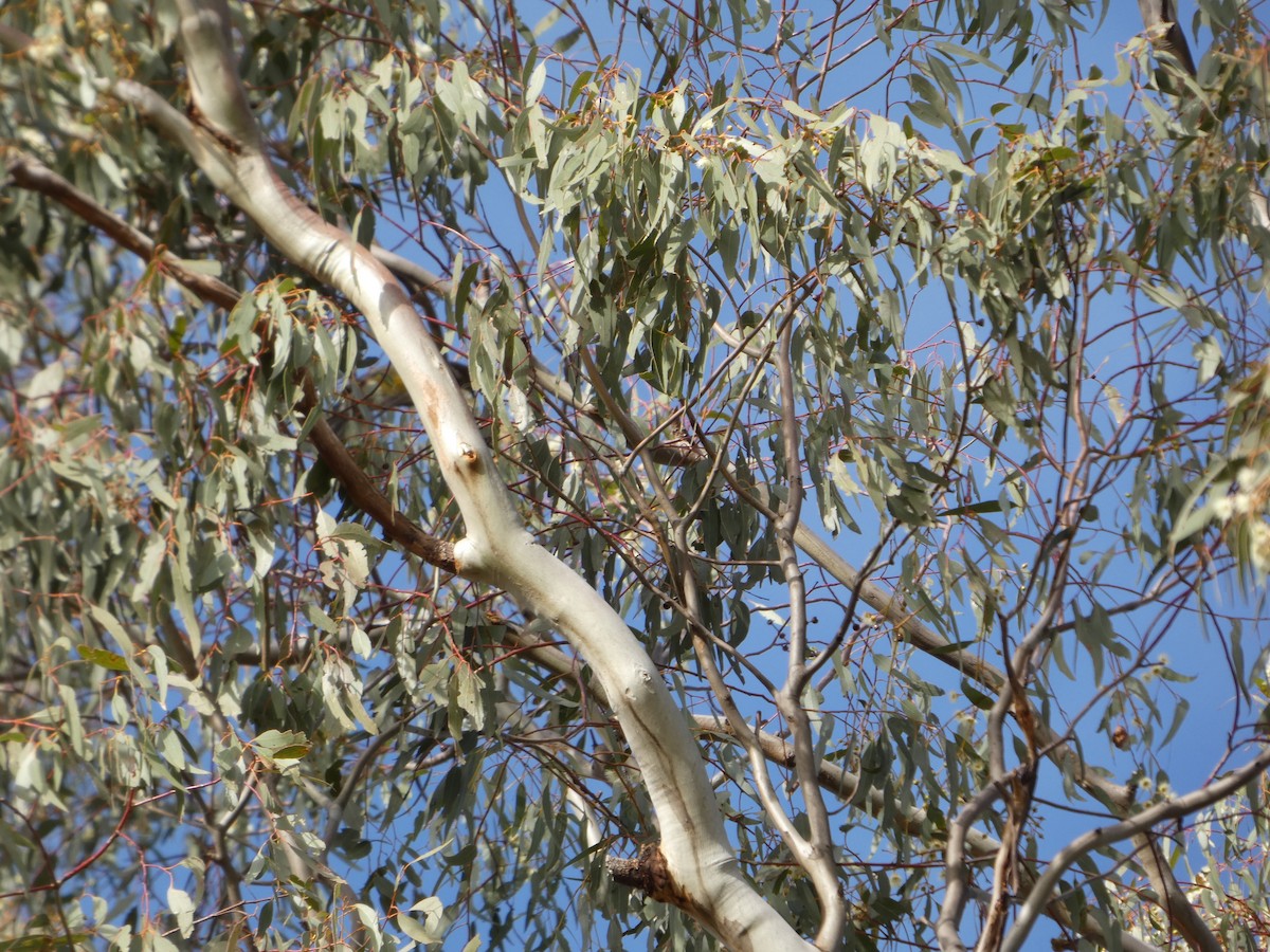 Red Wattlebird - ML644419860