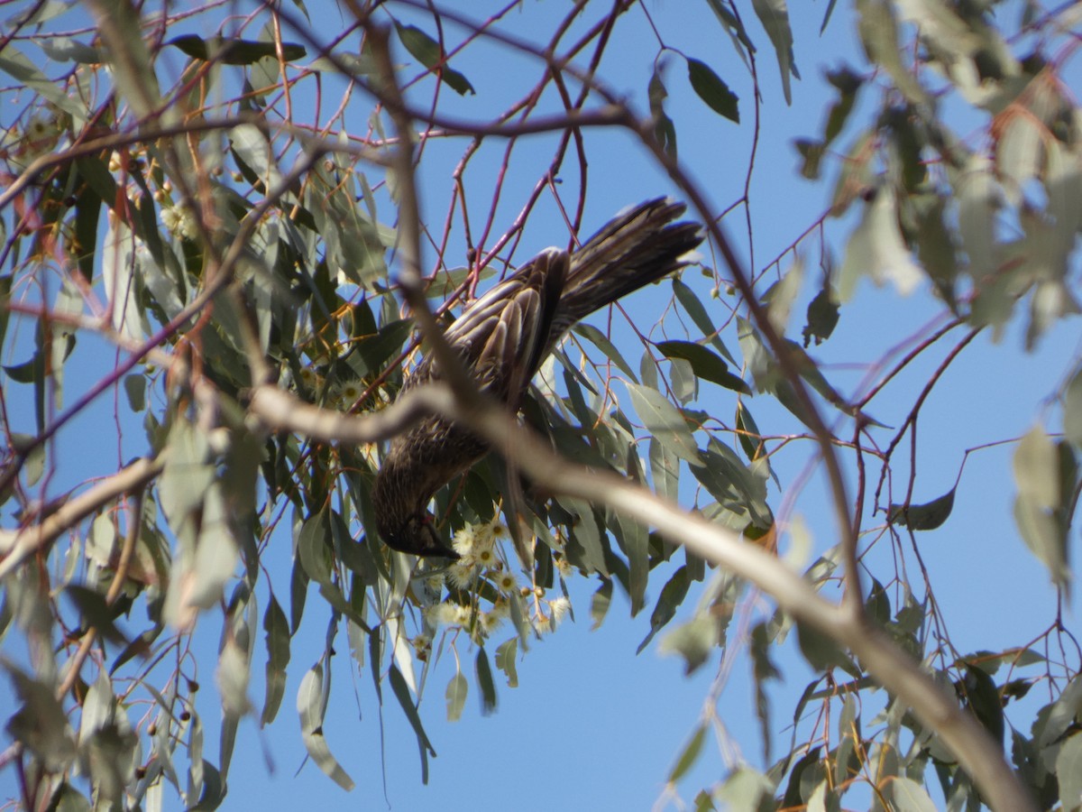 Red Wattlebird - ML644419861