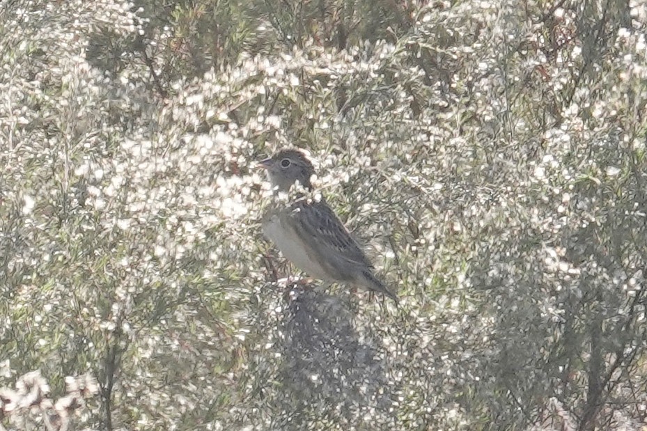 Grasshopper Sparrow - ML644419866