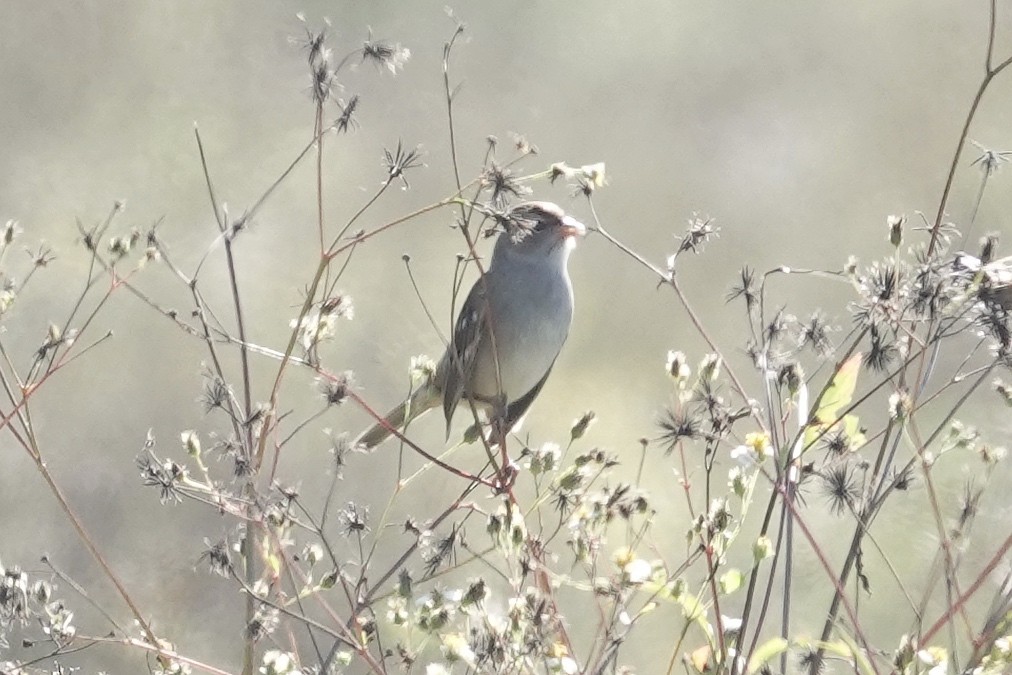 White-crowned Sparrow - ML644419879