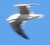 オオカモメ - ML644419882