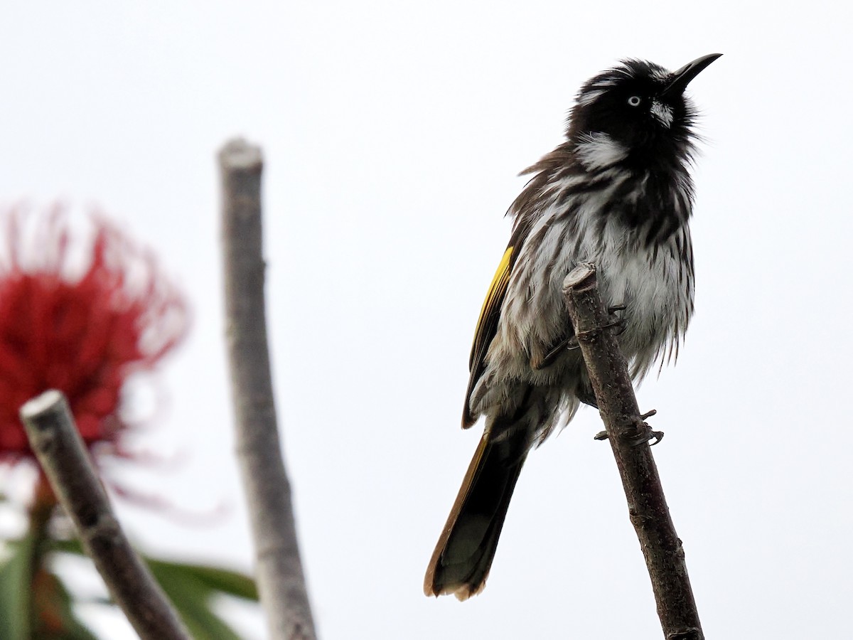 Weißaugen-Honigfresser - ML644419885