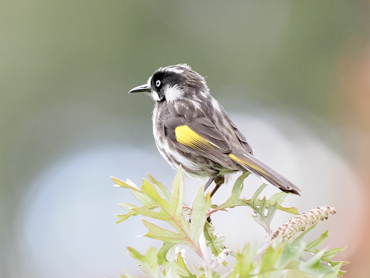 Weißaugen-Honigfresser - ML644419886