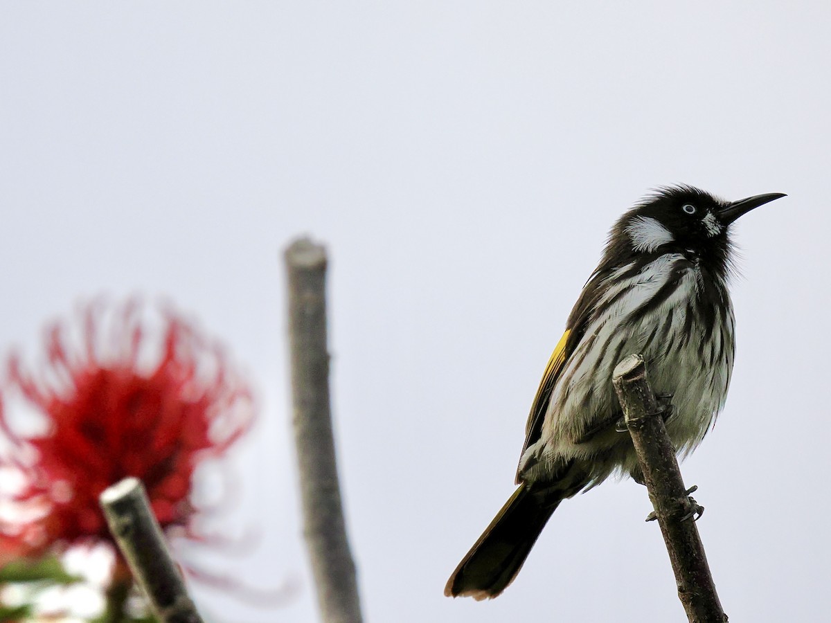 Weißaugen-Honigfresser - ML644419887