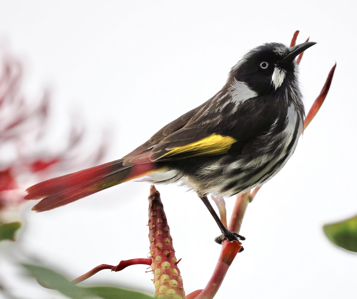 Weißaugen-Honigfresser - ML644419888