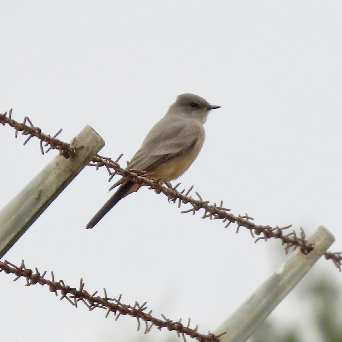 Say's Phoebe - ML644419893