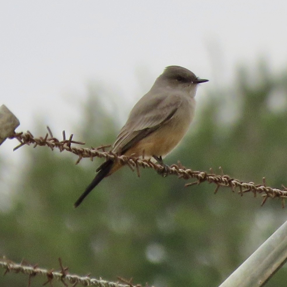 Say's Phoebe - ML644419894