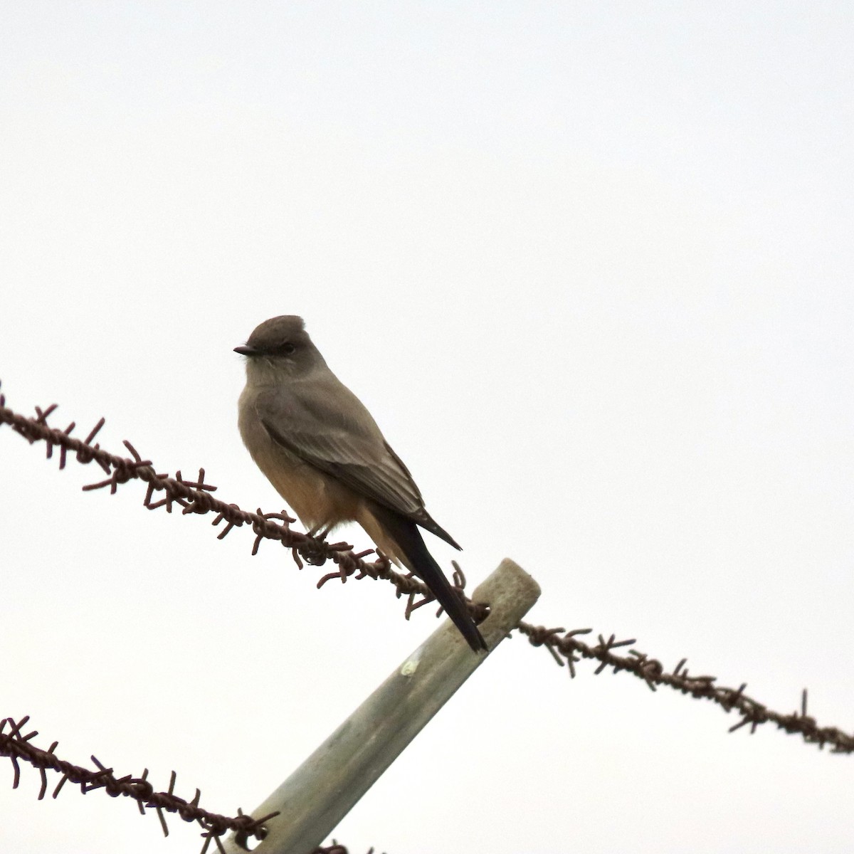 Say's Phoebe - ML644419895