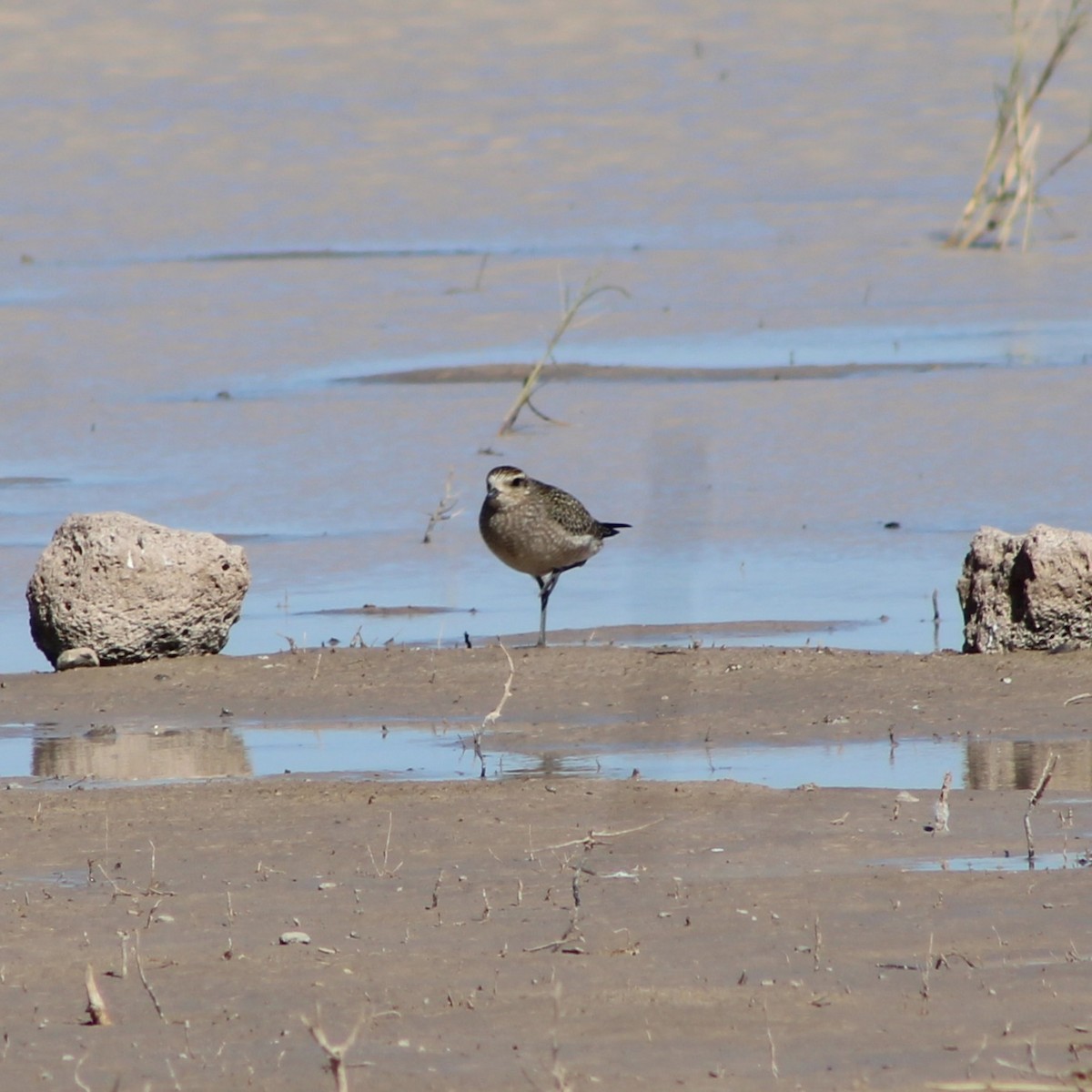 American Golden-Plover - ML644419896