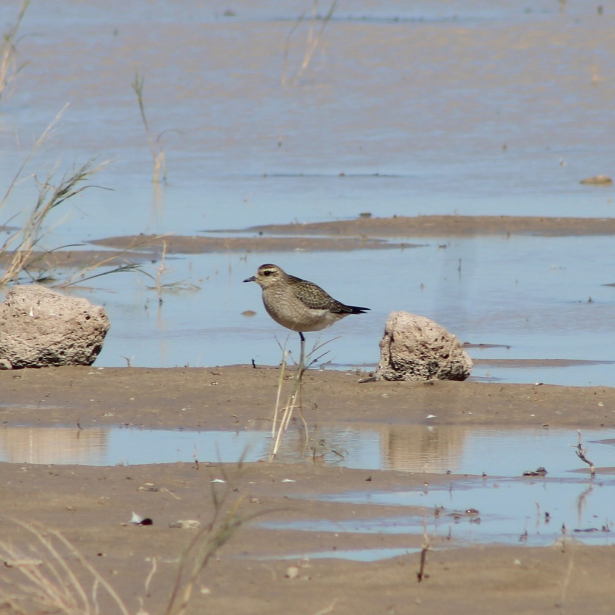 American Golden-Plover - ML644419897