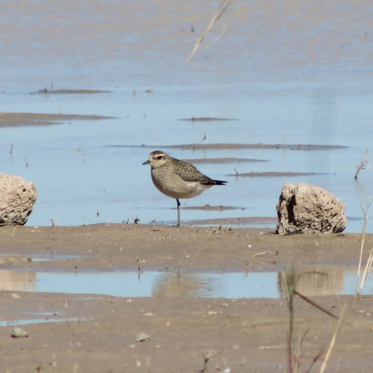 American Golden-Plover - ML644419898
