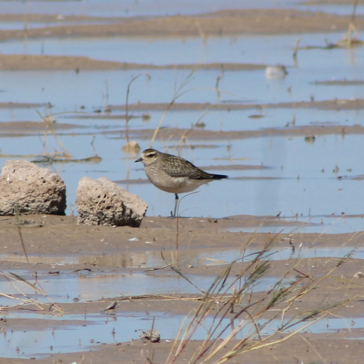 American Golden-Plover - ML644419899