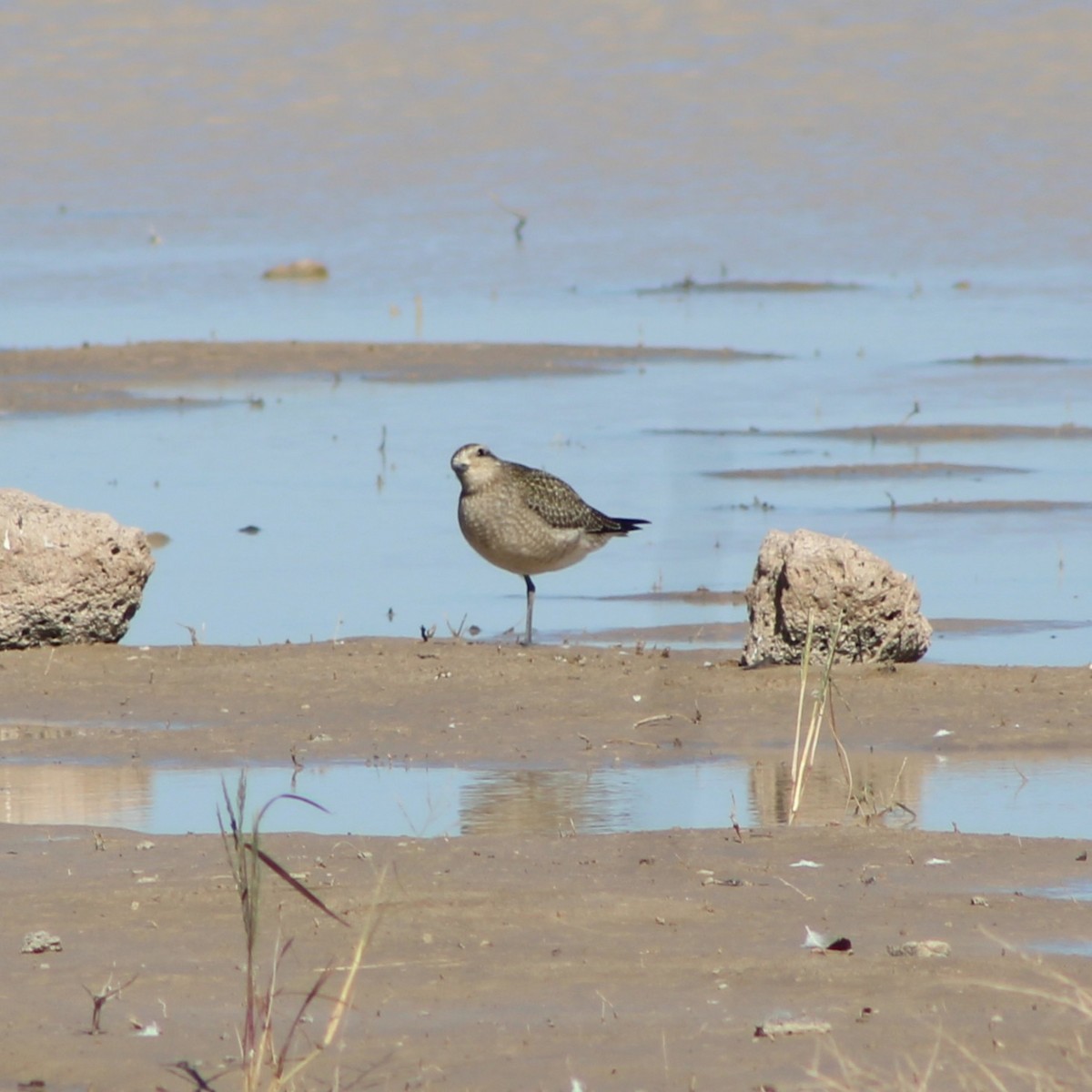 American Golden-Plover - ML644419900