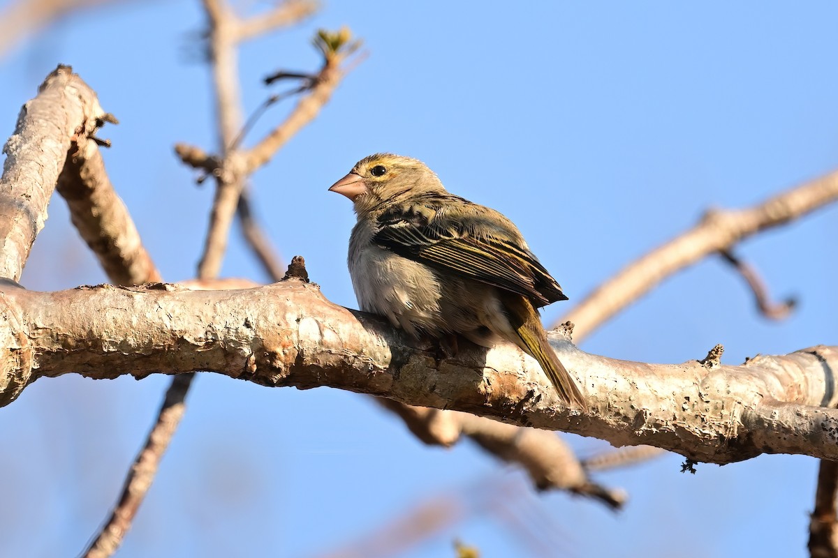 Red Fody - ML644419907