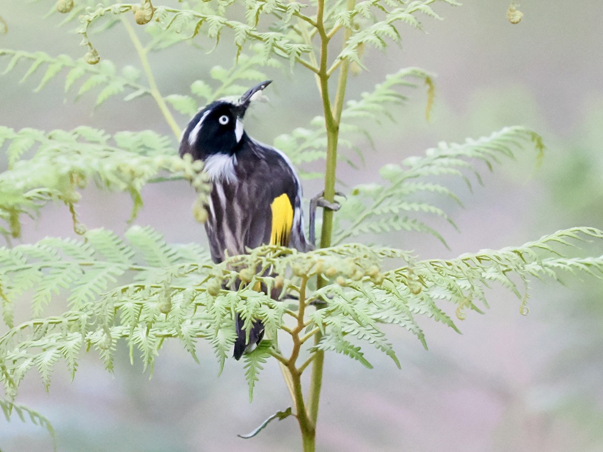 Weißaugen-Honigfresser - ML644419915