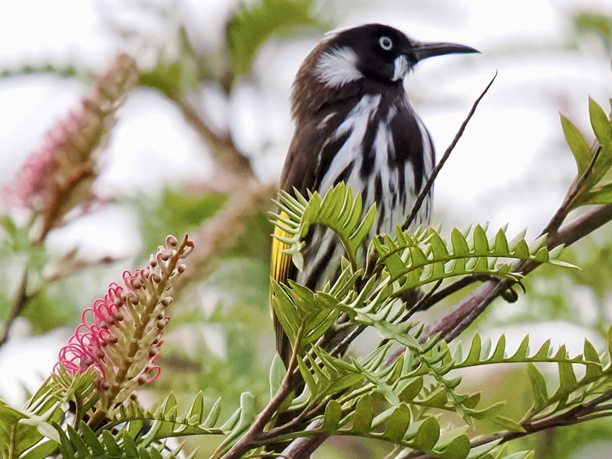 Weißaugen-Honigfresser - ML644419920